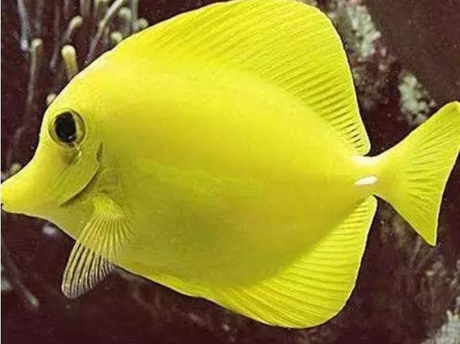 观赏鱼眼发黑是什么原因造成的,观赏鱼眼凸病如何治疗