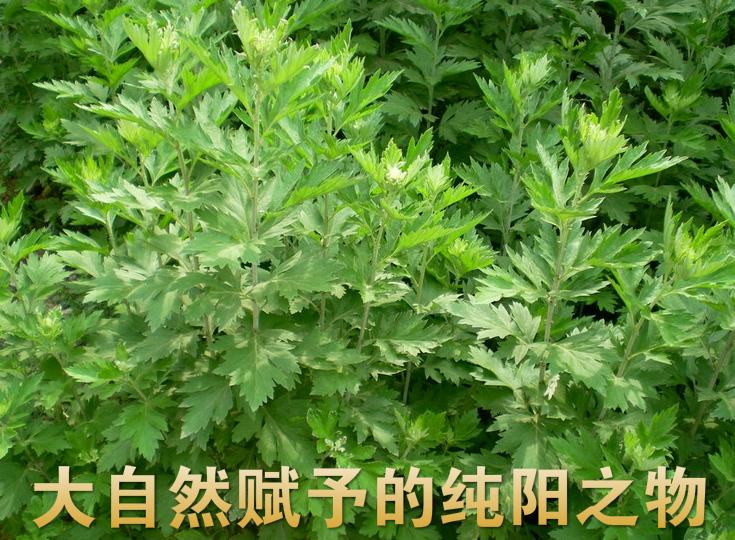 艾草止痒祛湿最好的方法,端午艾草有这种妙用