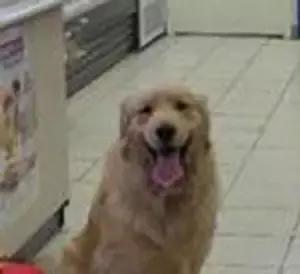 推主家的猫看电视，看着看着就睡着了，太可爱了，还翘着二郎腿！