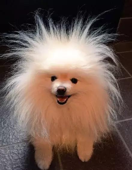 推主家的猫看电视，看着看着就睡着了，太可爱了，还翘着二郎腿！