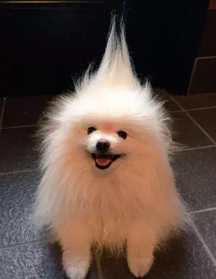 推主家的猫看电视，看着看着就睡着了，太可爱了，还翘着二郎腿！