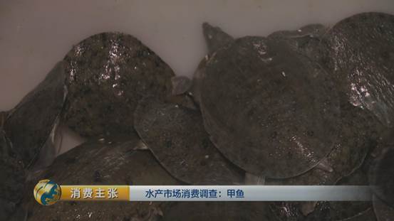 水产挑选窍门,怎么选品质高的甲鱼