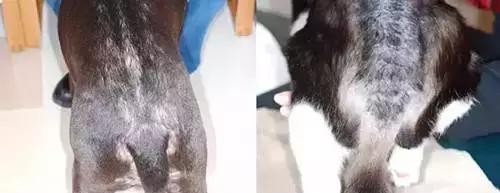 怎样给宠物驱虫以及驱虫的好处,宠物医生驱虫