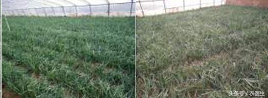 青菜软腐病用什么药,青菜软腐病防治方法