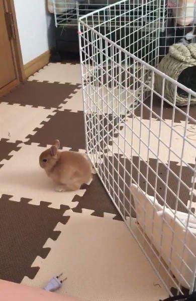 兔子逃脱猎狗成功视频,兔子逃脱了怎么办