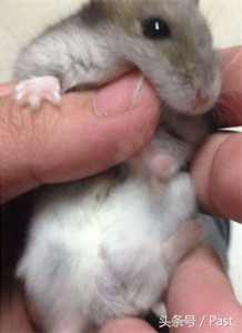 仓鼠求偶的正确方法,萌宠推推