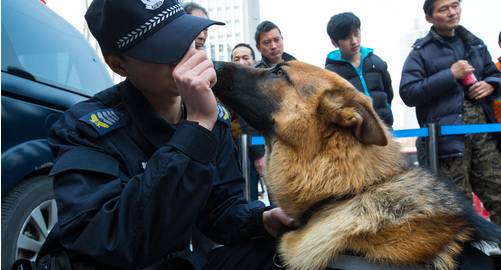 办狗证疑问在线解答,福州狗证办理多长时间能拿到狗证