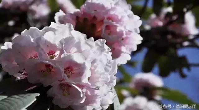 德阳端午周边游一日游,德阳周边游三天攻略