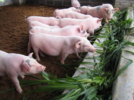 介绍一下湖南岳阳,湖南岳阳有什么出名的地方吗