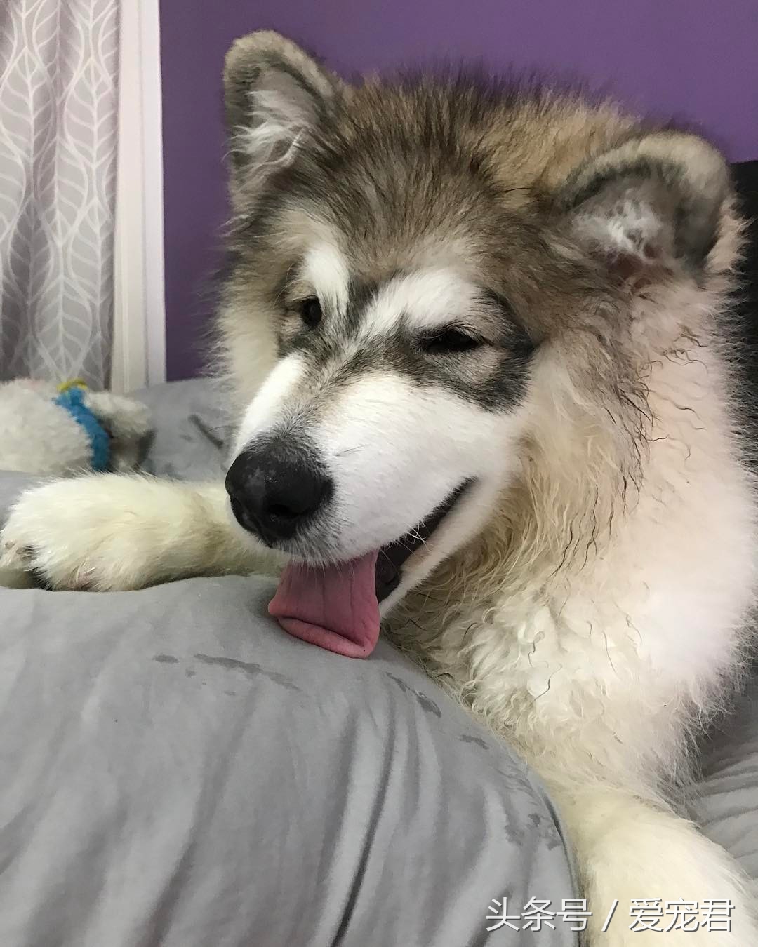 清除狗狗的老旧皮屑,狗狗爪子清理技巧