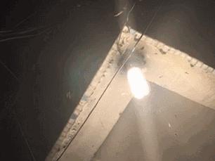 飞蚁飞进屋要下大雨了吗,飞蚁为啥要飞进屋子