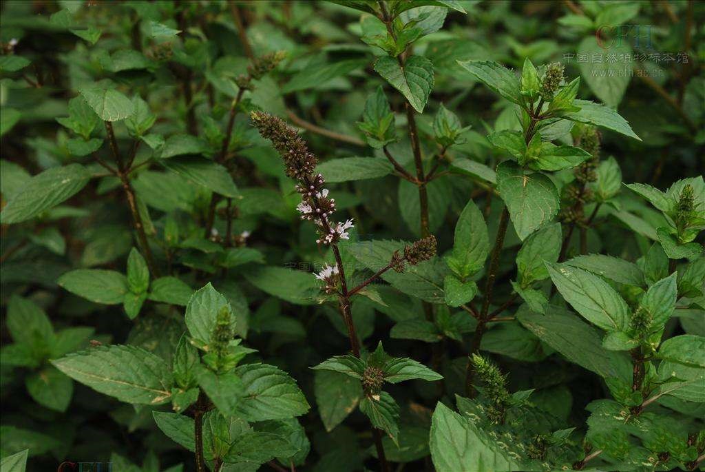 娜丽丝毛孔调理水,娜丽丝毛孔收敛水痘痘肌能用嘛