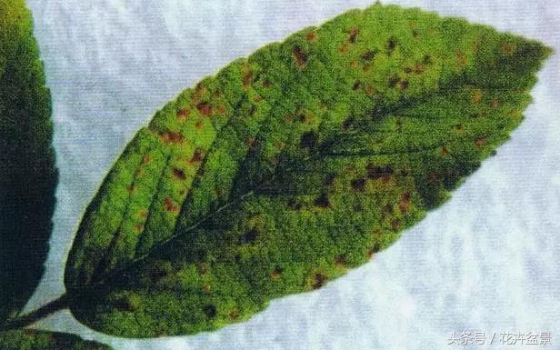 一招轻松搞定蚜虫介壳虫白粉病,蚜虫白粉虱用什么药