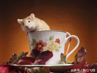 猫为什么能吓退别的动物,猫为什么被老鼠吓得不敢动