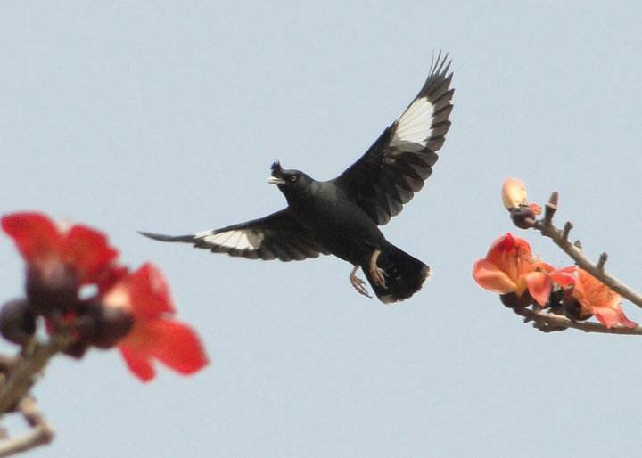 八哥学语的十个阶段,天下一场梦八哥跟主人说话