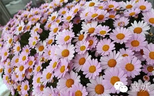 怎样才可以把玛格丽特花养好,玛格丽特花养多久爆花