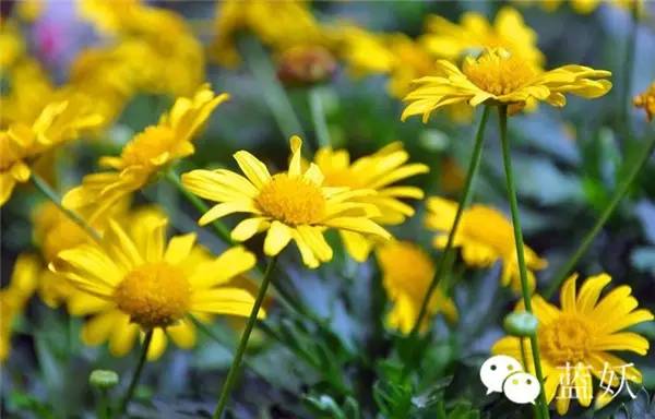 怎样才可以把玛格丽特花养好,玛格丽特花养多久爆花