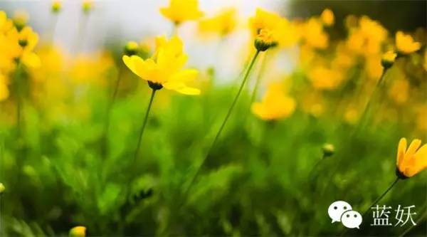 怎样才可以把玛格丽特花养好,玛格丽特花养多久爆花