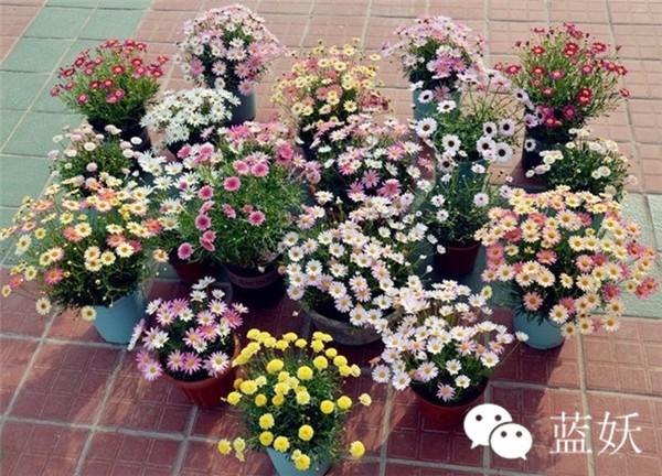 怎样才可以把玛格丽特花养好,玛格丽特花养多久爆花