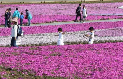 不用去日本也能看的樱花海,不用去日本也可以看到枫叶