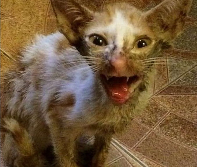 流浪小猫出车祸后，下巴严重脱臼变小怪物，直到好心人收养后！