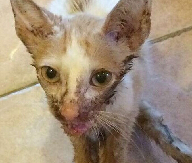 流浪小猫出车祸后，下巴严重脱臼变小怪物，直到好心人收养后！