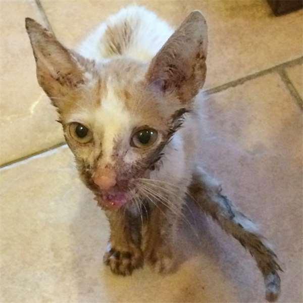 被撞的浪猫下巴严重的脱臼歪斜，想不到却意外成了它的特色招牌！