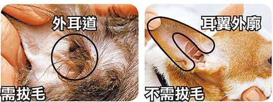 狗狗清理耳道的正确方法,怎么帮狗狗清理口腔