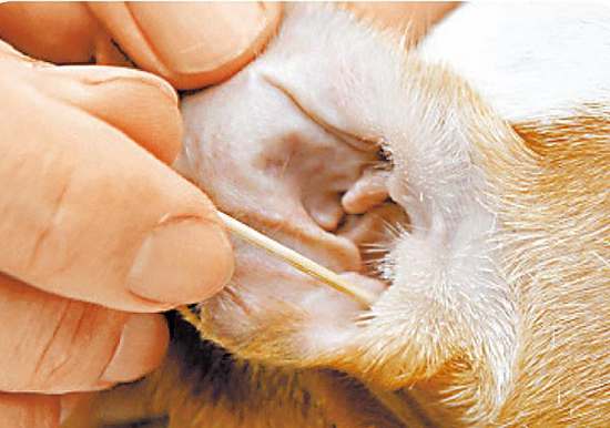 狗狗清理耳道的正确方法,怎么帮狗狗清理口腔