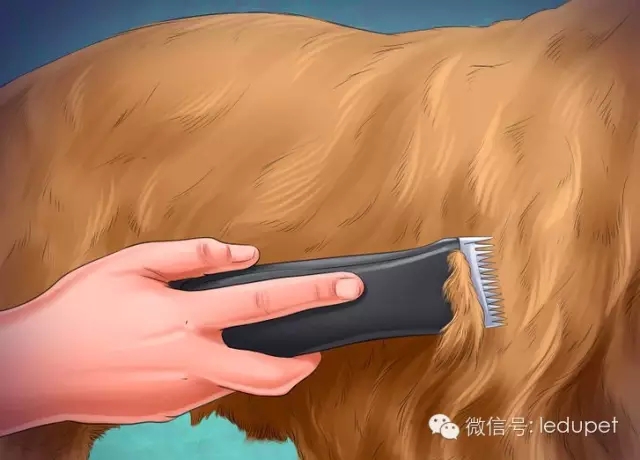 狗妈妈坐月子,狗妈妈跟狗宝宝月子怎么护理