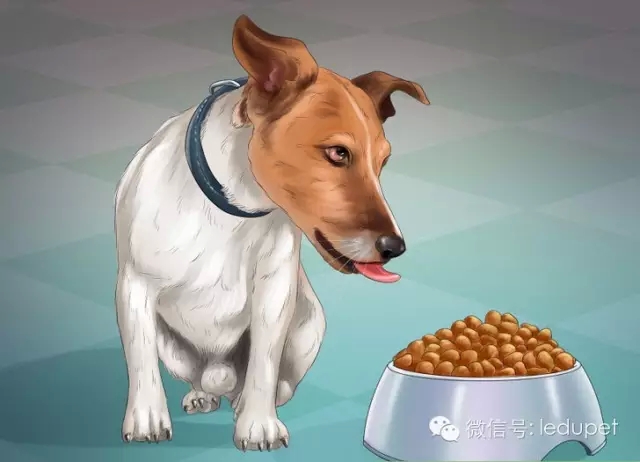 狗妈妈坐月子,狗妈妈跟狗宝宝月子怎么护理