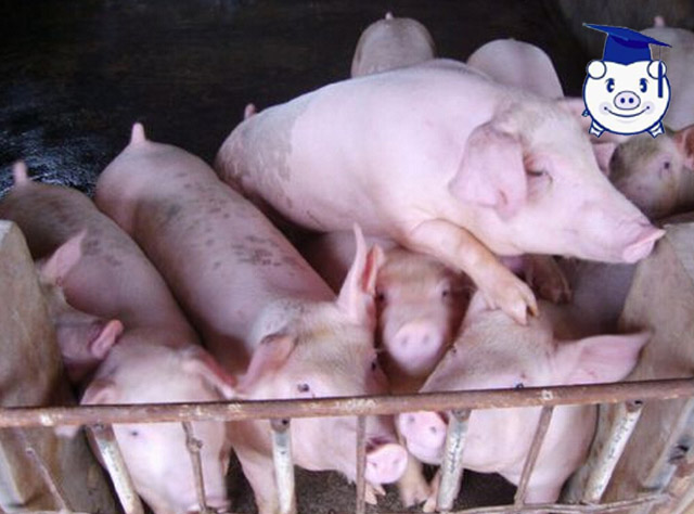 养猪人需要知道的养殖常识,养猪饲养管理