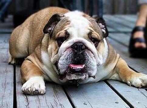 每个人的星座都有什么,十二星座适合养什么