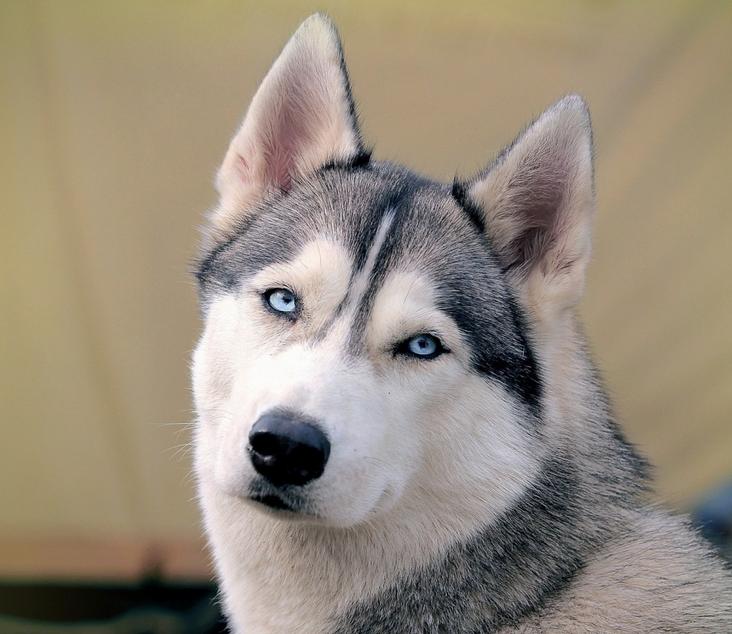 每个人的星座都有什么,十二星座适合养什么