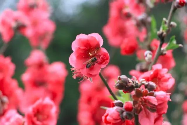 明珠楼白云山风景,白云山明珠楼