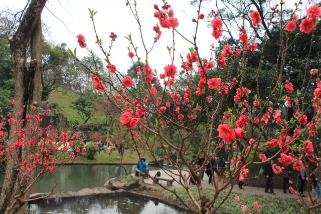明珠楼白云山风景,白云山明珠楼