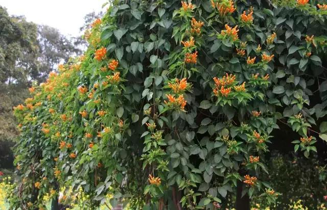 明珠楼白云山风景,白云山明珠楼