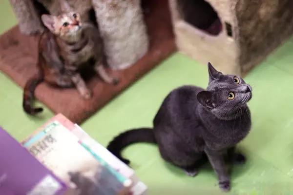 物道丨这家书店，养了33年的猫