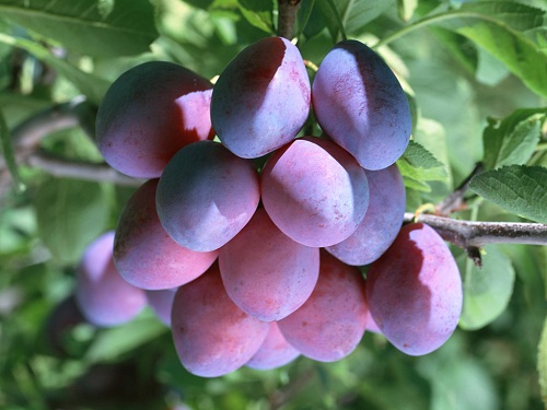 乌梅丸治疗青春期痛经,乌梅可以缓解痛经吗