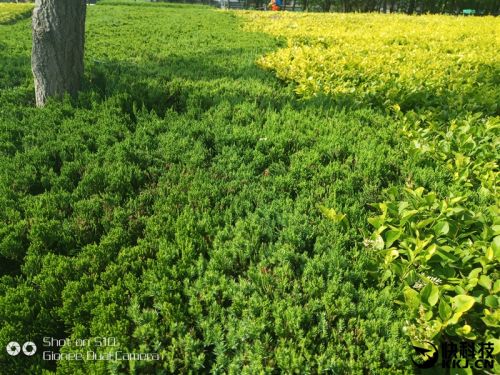 金立s10手机6+128,金立s10128g多少钱