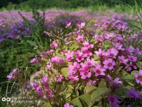 金立s10手机6+128,金立s10128g多少钱