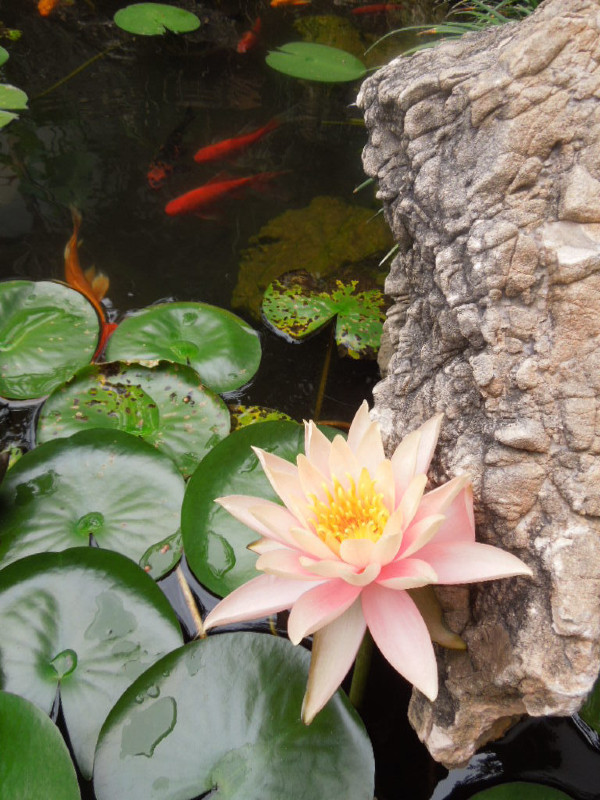 意外的美开头,意外的美好英语