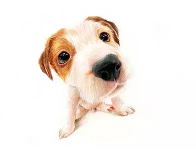 娆ч槼鑻辫鍚姏,娆ч槼鍚姏