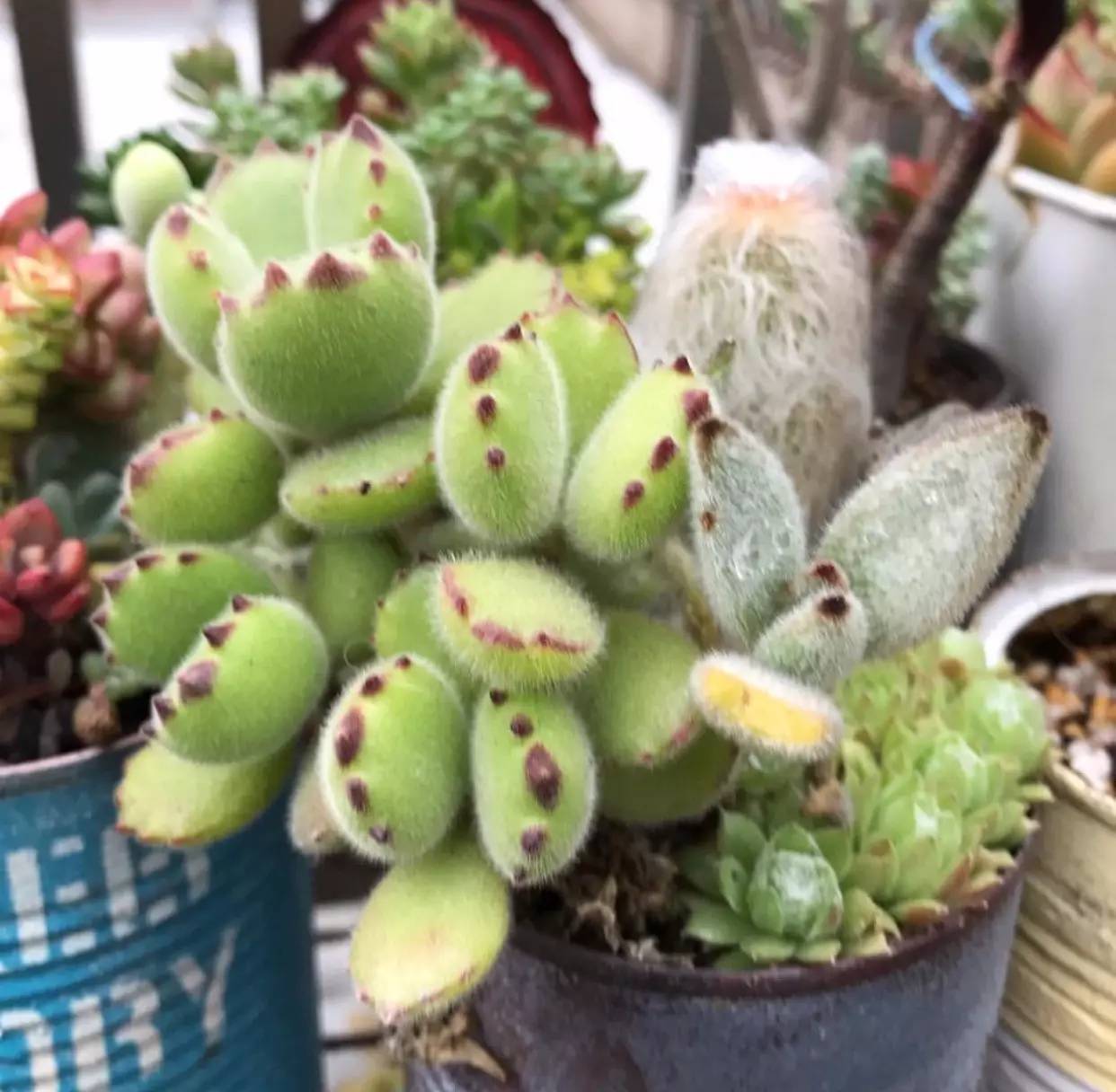 雨季多肉徒长怎么办,雨水多多肉腐烂怎么办