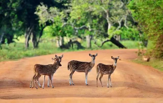 斯里兰卡宝石黄宝石,斯里兰卡印度宝石