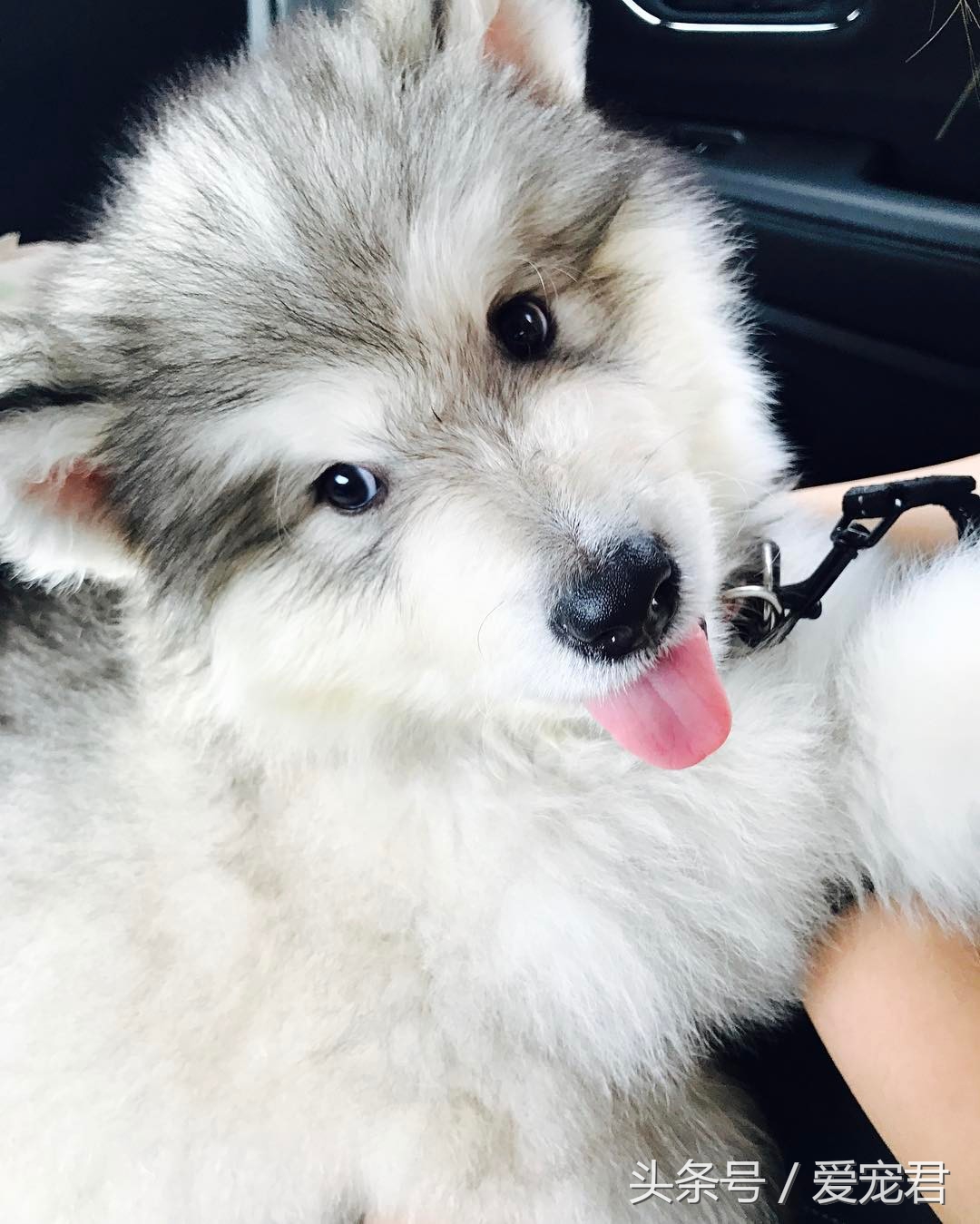 清除狗狗的老旧皮屑,狗狗爪子清理技巧