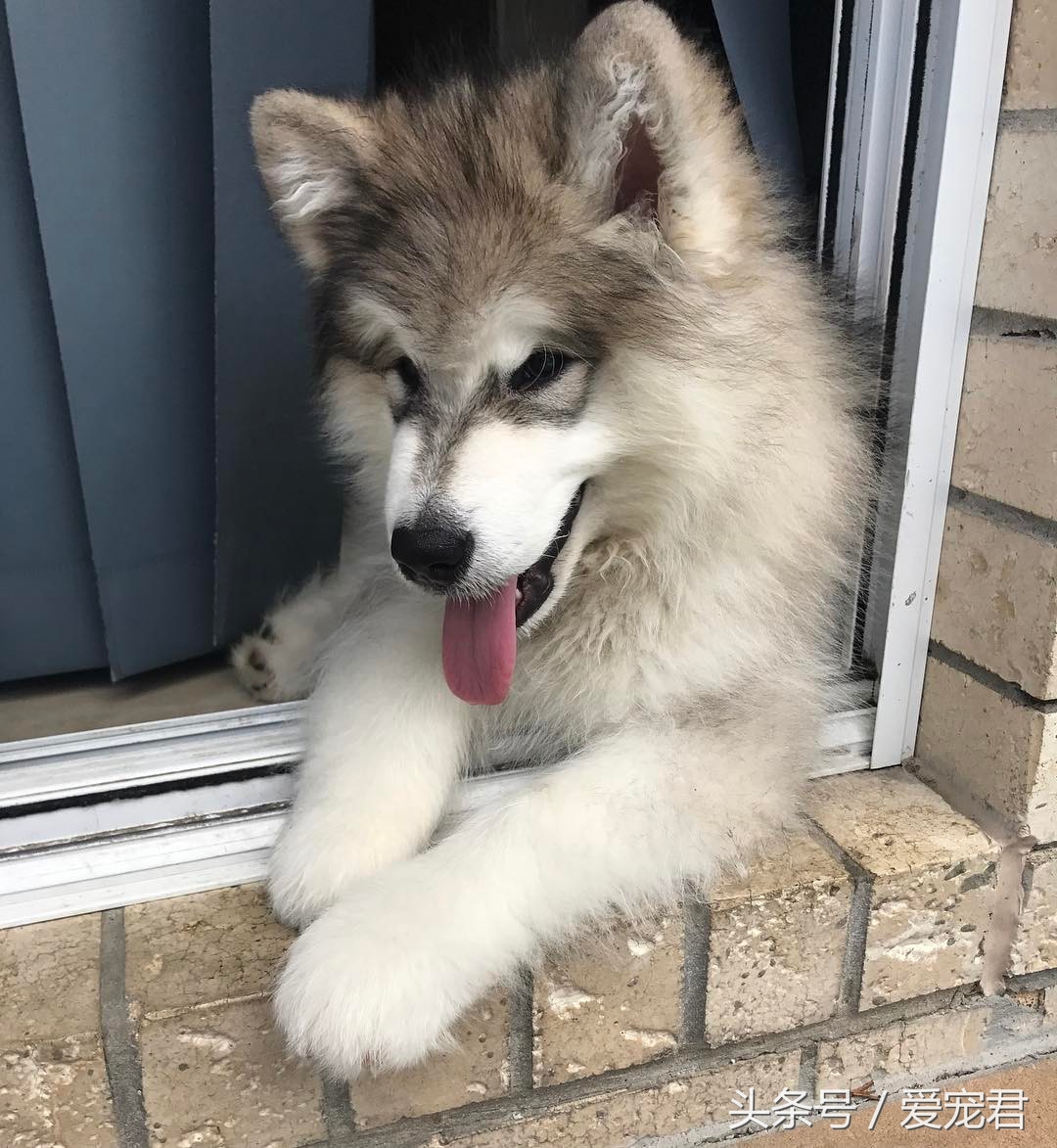 清除狗狗的老旧皮屑,狗狗爪子清理技巧