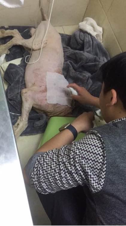 萨摩耶发出臭味，好心人二话不说直接给抱去了医院