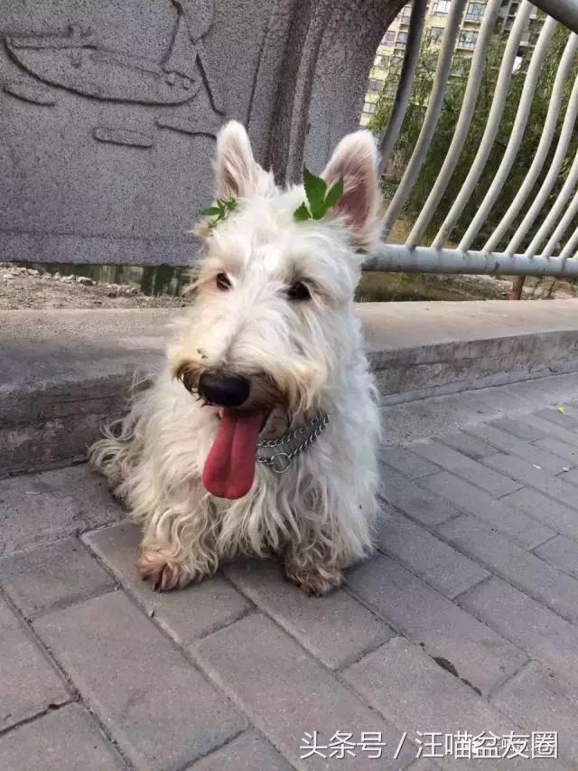 狗狗用饮水器总是湿嘴,狗狗用水嘴喝水会怎么样