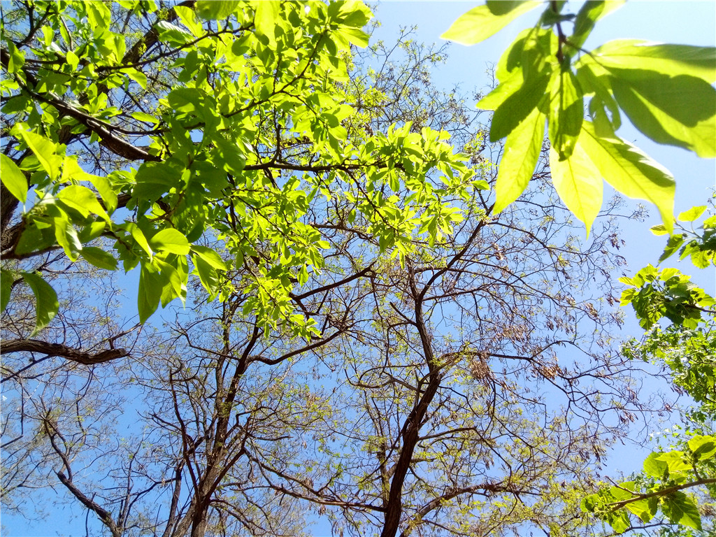 ivvik5手机,ivvi手机好用吗